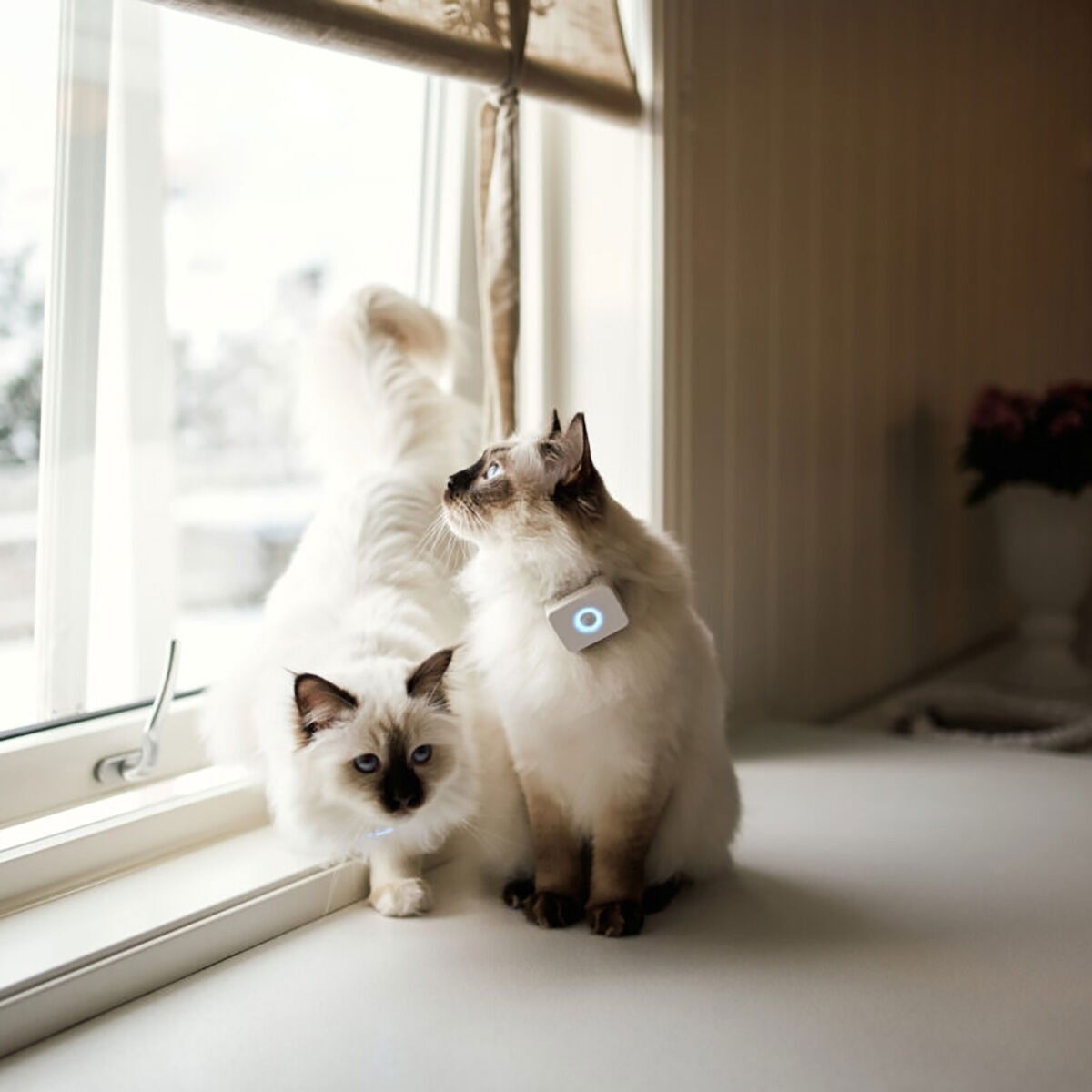 Lilcat