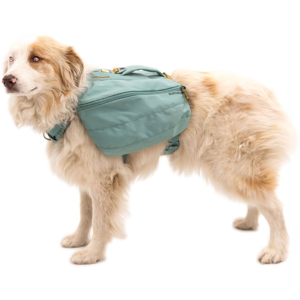 Klövjeväska hund