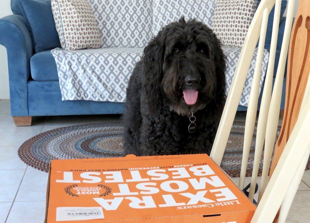 Hunden vill inte äta sin mat – orsaker och vad du kan göra
