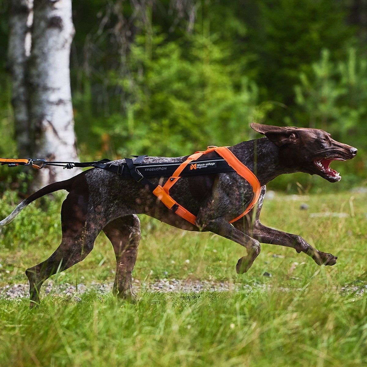 Non-stop Dogwear Freemotion 5.0