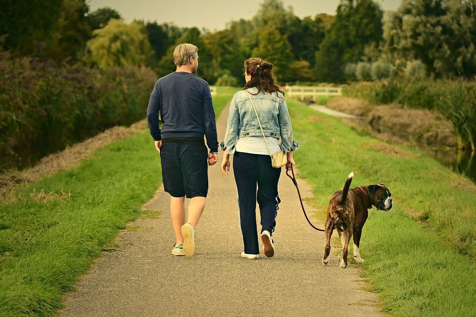 Få hunden att sluta dra i kopplet – så tränar du