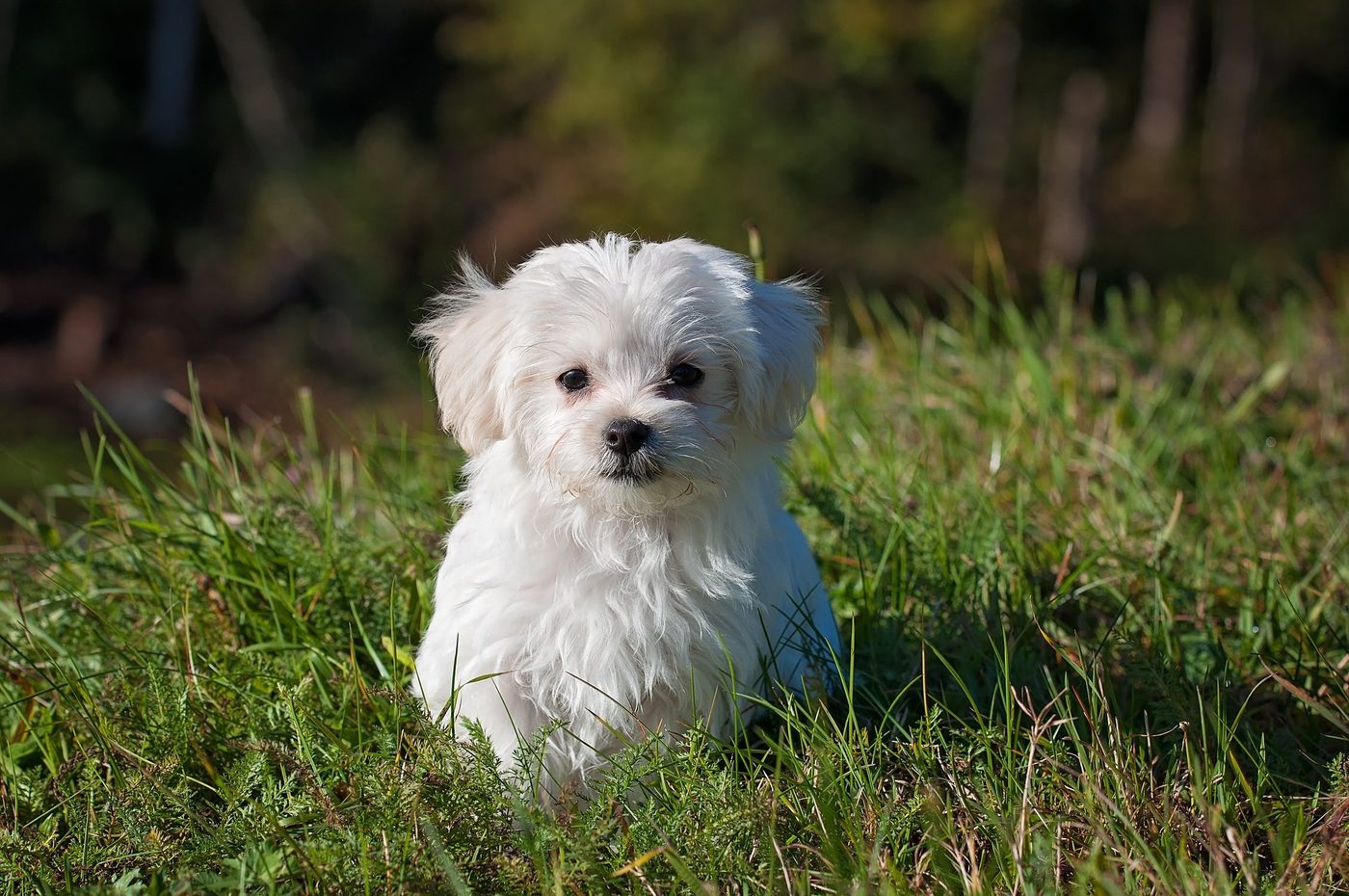 Innan du skaffar hund – det här bör du tänka på