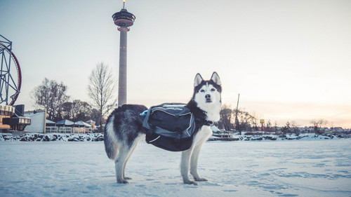Non-stop Amundsen Pro-Dog Backpack