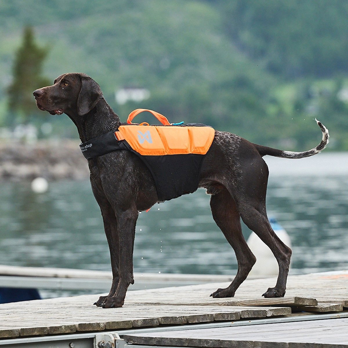 Non-stop Dogwear Protector