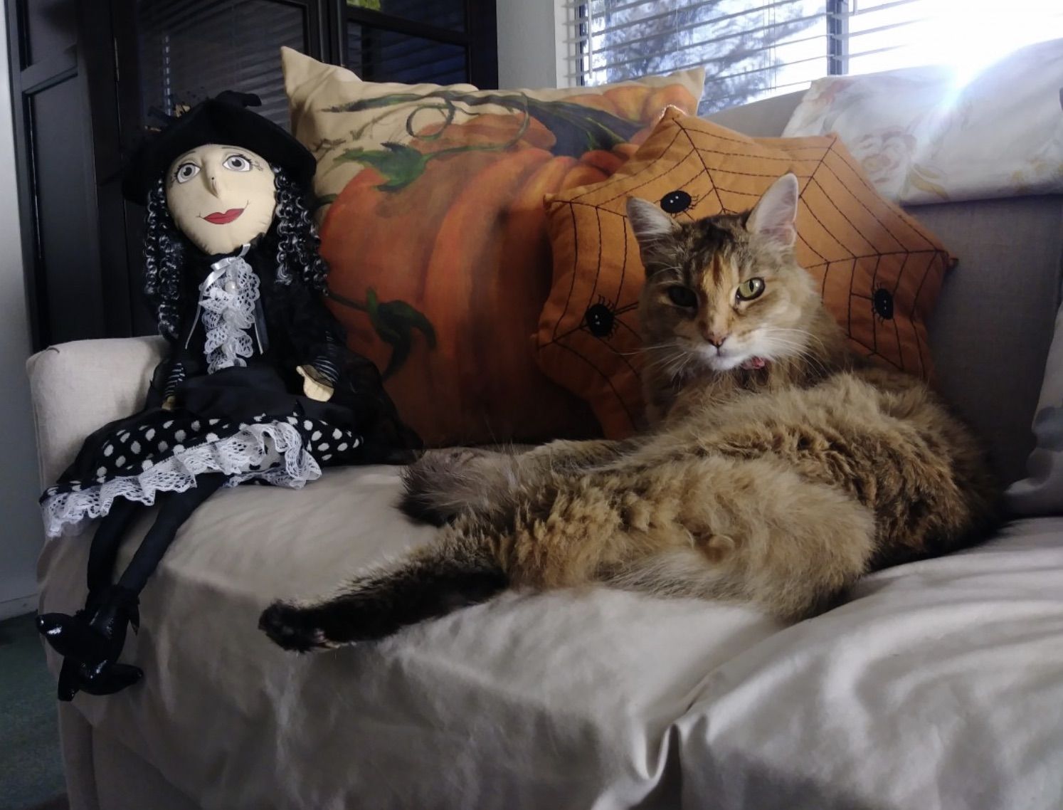 Halloween med hund och katt – så håller du djuren trygga