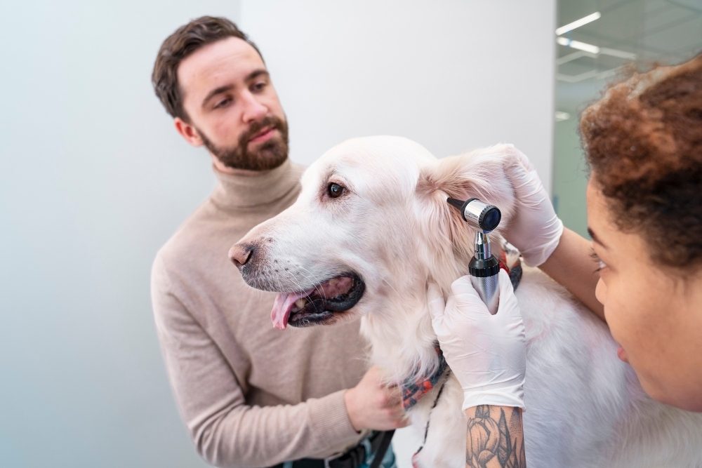 Öroninflammation hos hund – symtom, orsak och behandling