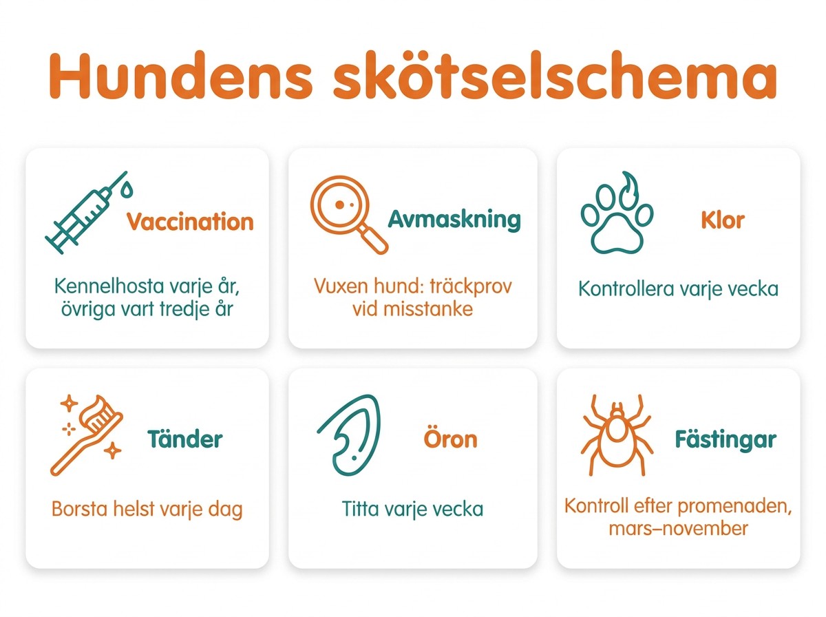 Hundens skötselschema: vaccination, avmaskning, klor, tänder, öron och fästingar