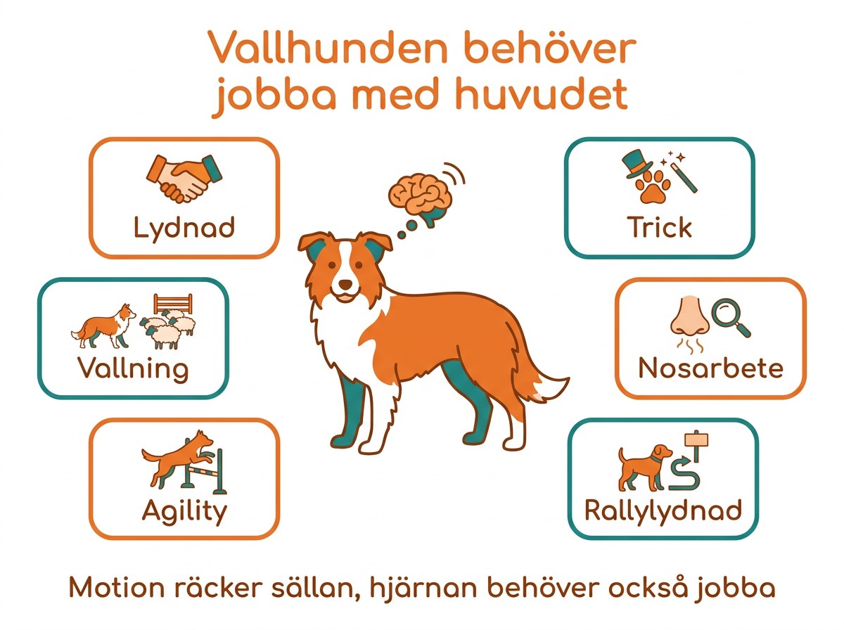 Vallhunden behöver jobba med huvudet: lydnad, trick, nosarbete, rallylydnad, agility och vallning