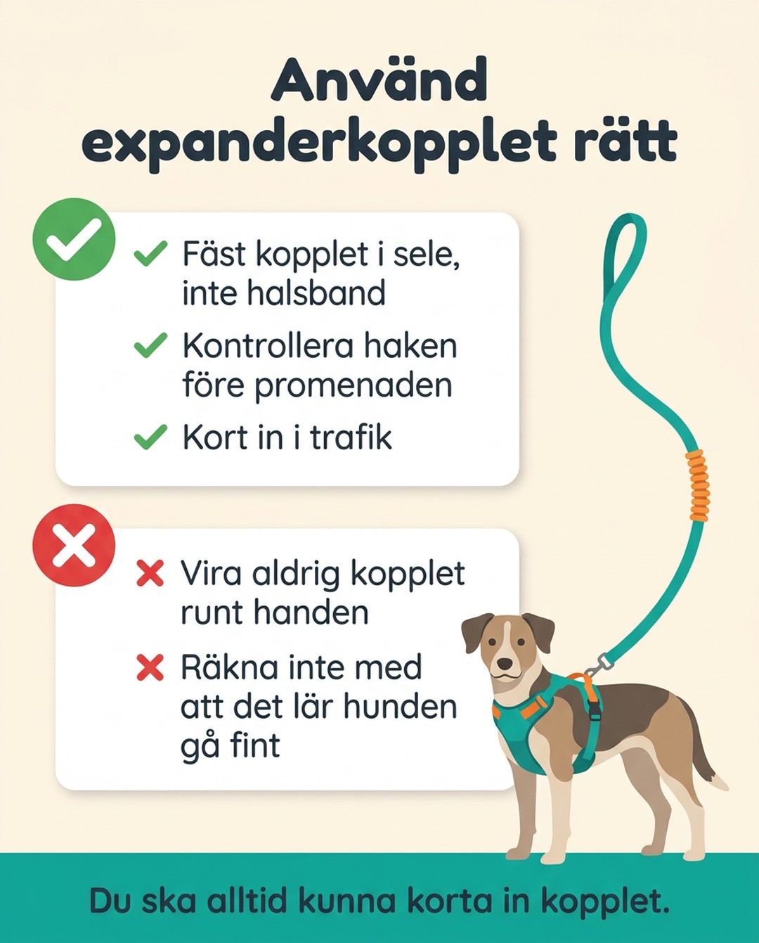 Använd expanderkopplet rätt. Fäst kopplet i sele, inte halsband. Kontrollera haken före promenaden. Kort in i trafik. Vira aldrig kopplet runt handen. Räkna inte med att det lär hunden gå fint. Du ska alltid kunna korta in kopplet.