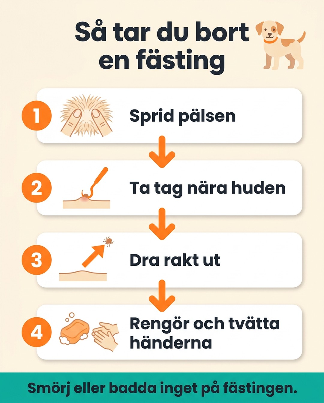 Så tar du bort en fästing. 1 Sprid pälsen. 2 Ta tag nära huden. 3 Dra rakt ut. 4 Rengör och tvätta händerna. Smörj eller badda inget på fästingen.