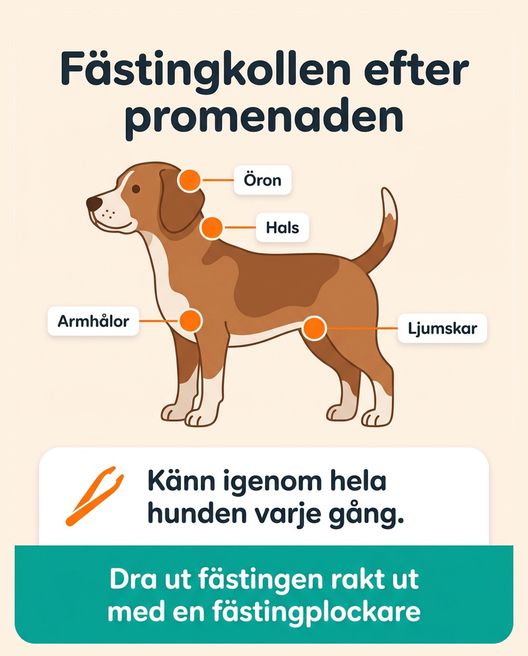 Fästingkollen efter promenaden. Markeringar på hunden visar öron, hals, armhålor och ljumskar. Känn igenom hela hunden varje gång. Dra ut fästingen rakt ut med en fästingplockare.