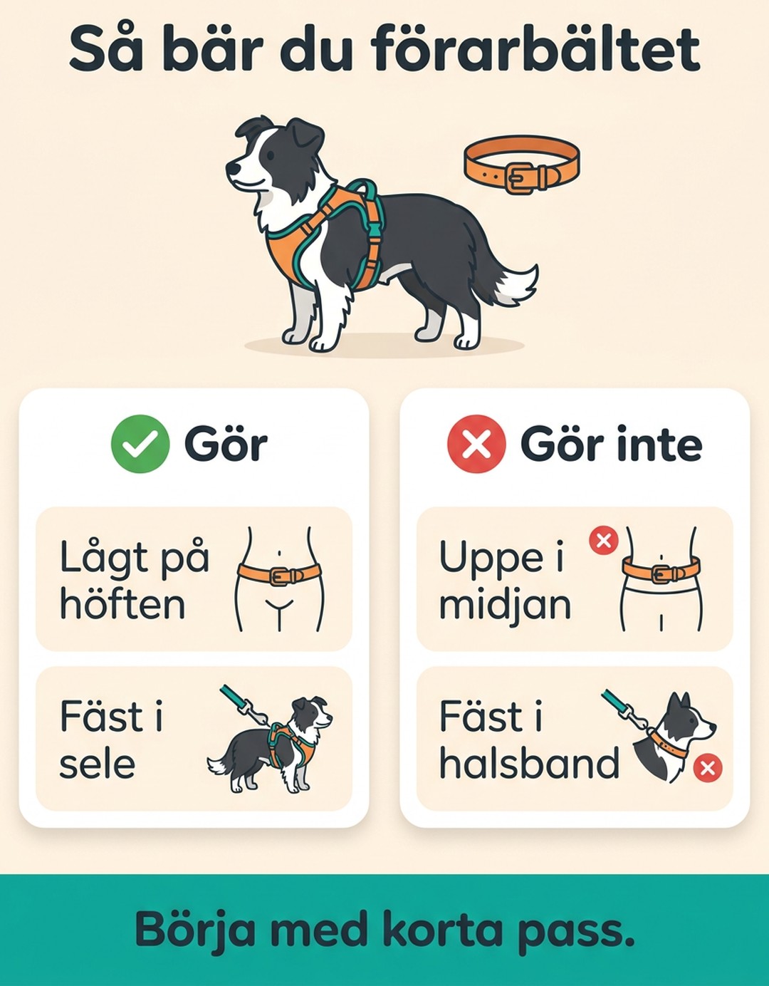 Så bär du förarbältet. Gör: bär bältet lågt på höften och fäst i sele. Gör inte: bär det uppe i midjan eller fäst i halsband. Börja med korta pass.