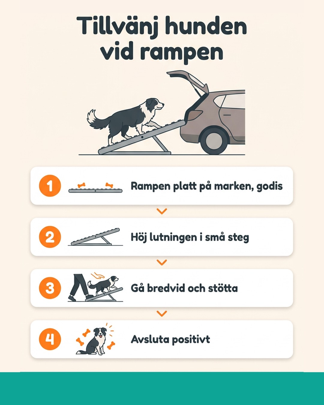 Tillvänj hunden vid rampen. 1: Rampen platt på marken, godis. 2: Höj lutningen i små steg. 3: Gå bredvid och stötta. 4: Avsluta positivt. Tvinga aldrig.