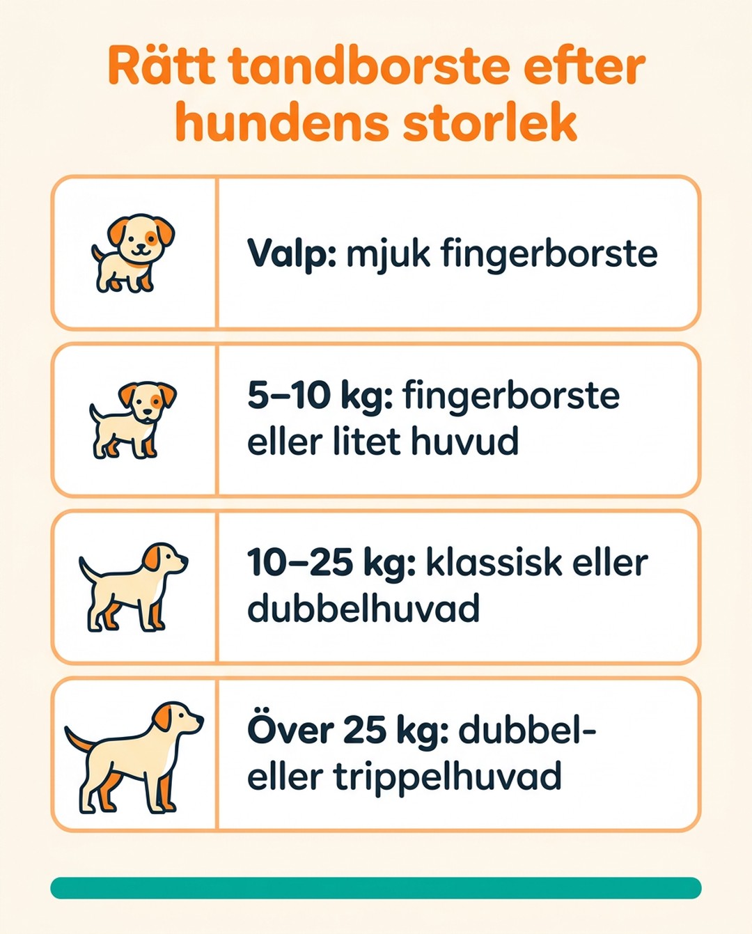 Rätt tandborste efter hundens storlek. Valp: mjuk fingerborste. 5–10 kg: fingerborste eller litet huvud. 10–25 kg: klassisk eller dubbelhuvad. Över 25 kg: dubbel- eller trippelhuvad.