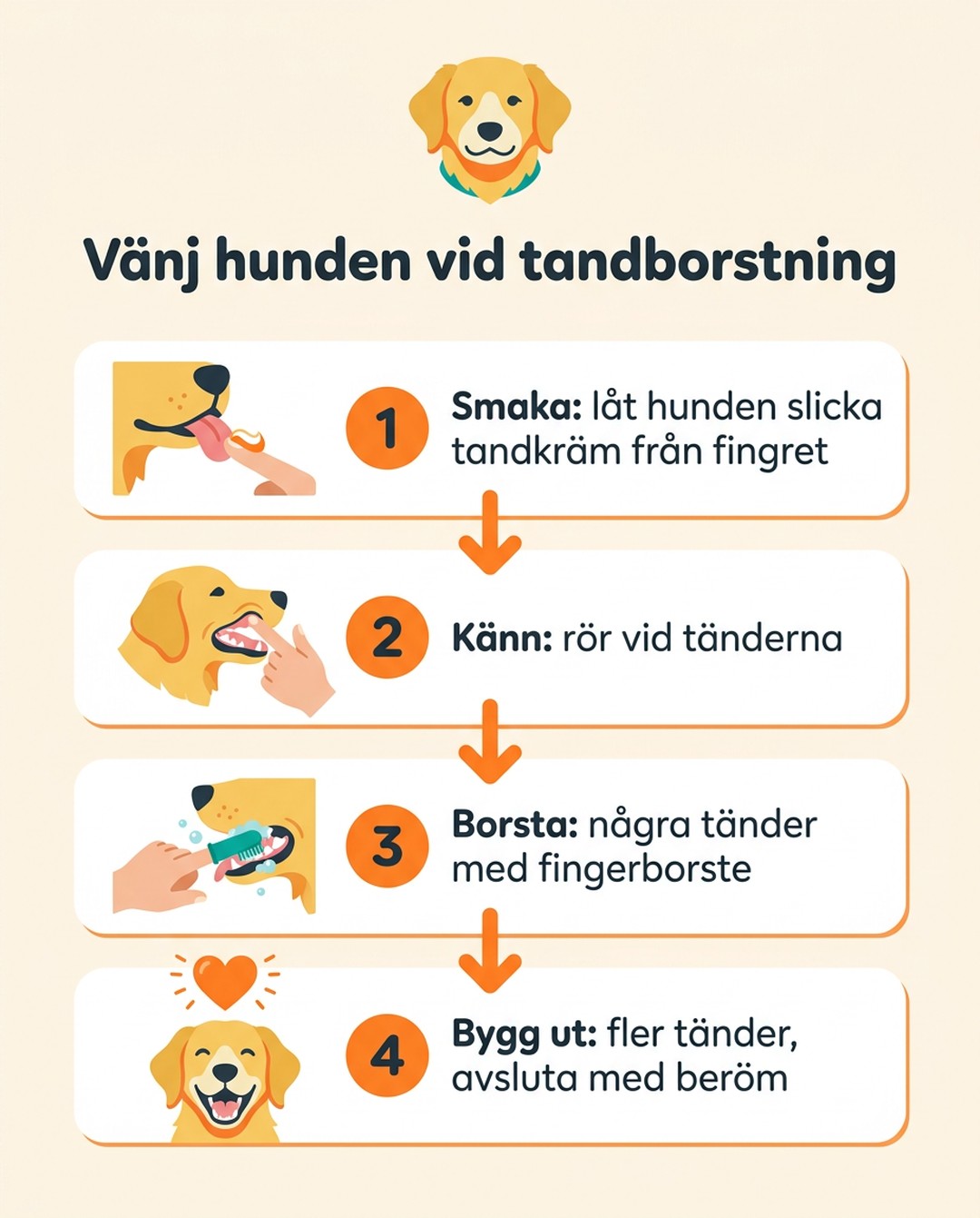 Vänj hunden vid tandborstning. 1 Smaka: låt hunden slicka tandkräm från fingret. 2 Känn: rör vid tänderna. 3 Borsta: några tänder med fingerborste. 4 Bygg ut: fler tänder, avsluta med beröm.