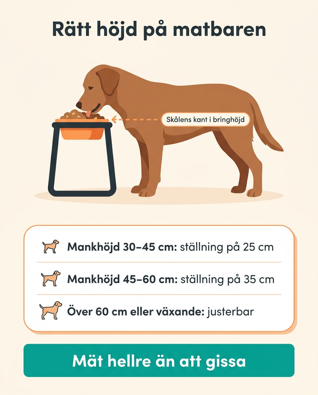 Rätt höjd på matbaren. Skålens kant i bringhöjd. Mankhöjd 30–45 cm: ställning på 25 cm. Mankhöjd 45–60 cm: ställning på 35 cm. Över 60 cm eller växande: justerbar. Mät hellre än att gissa.