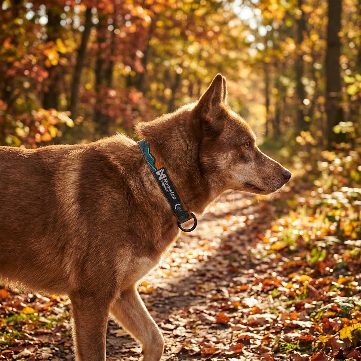 Hund bär Non-stop Dogwear Trail Quest halsband med teal och ek-mönster på promenad i höstskog