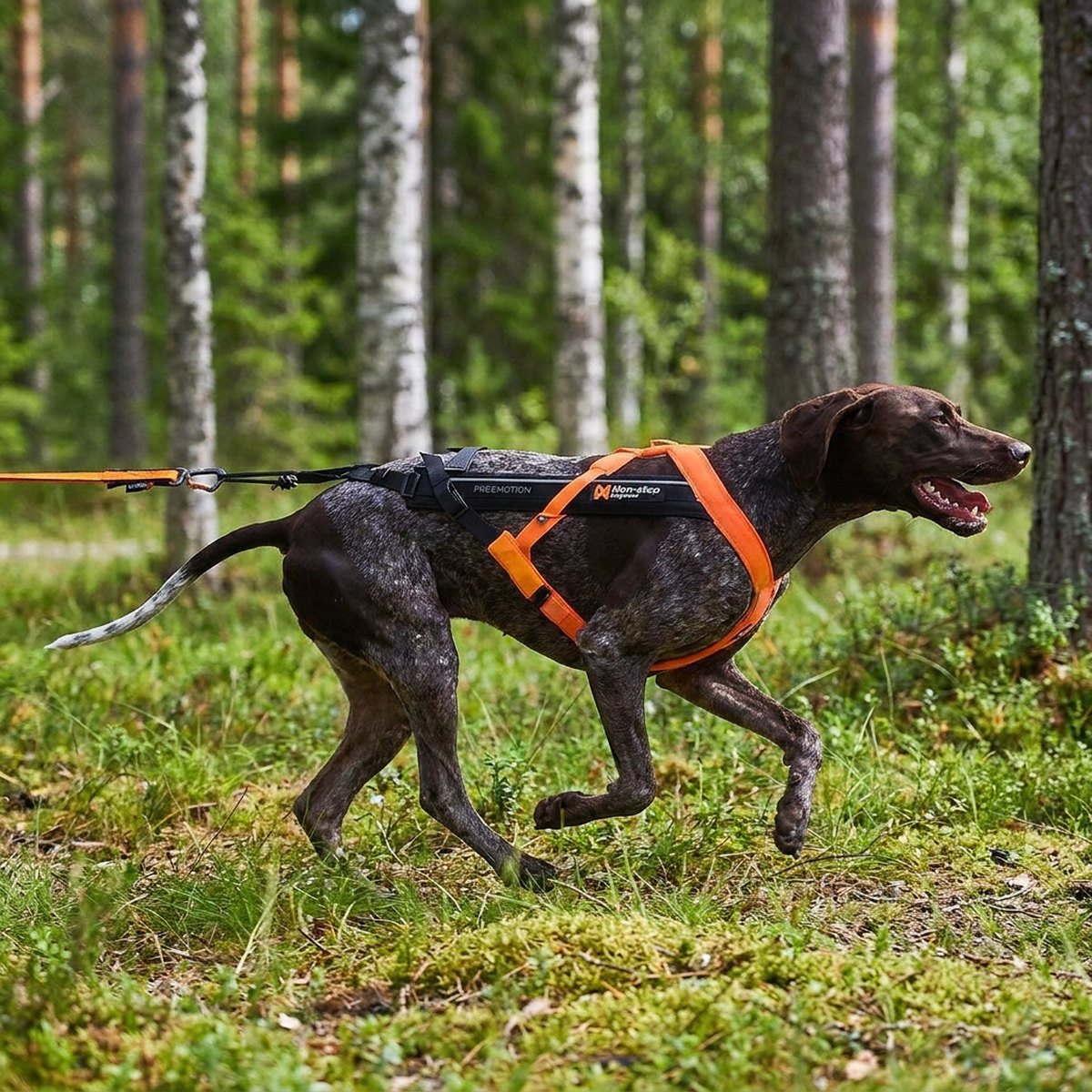 Mörk pointer som springer i skogen iklädd orange och svart Freemotion 5.0-dragsele