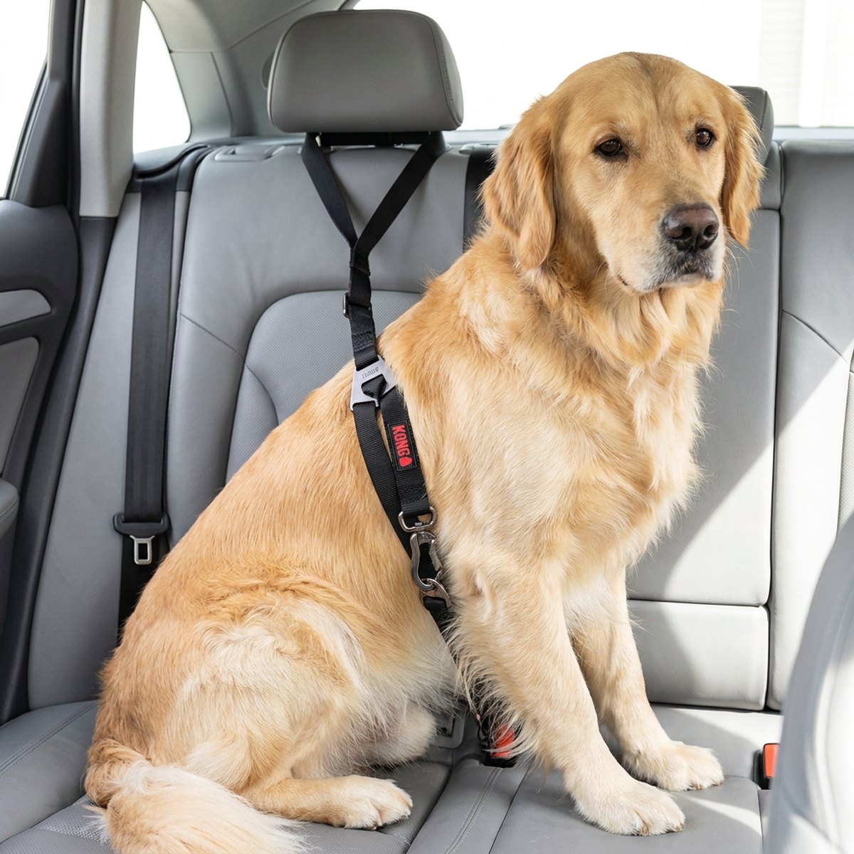 Bilbälte till hunden