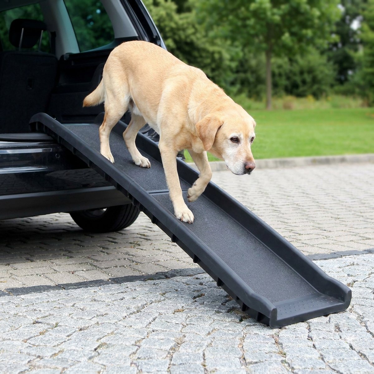 Äldre labrador som försiktigt går ner för en lång antracitfärgad hopfällbar plastramp från en mörk SUV på en kullersteensuppfart
