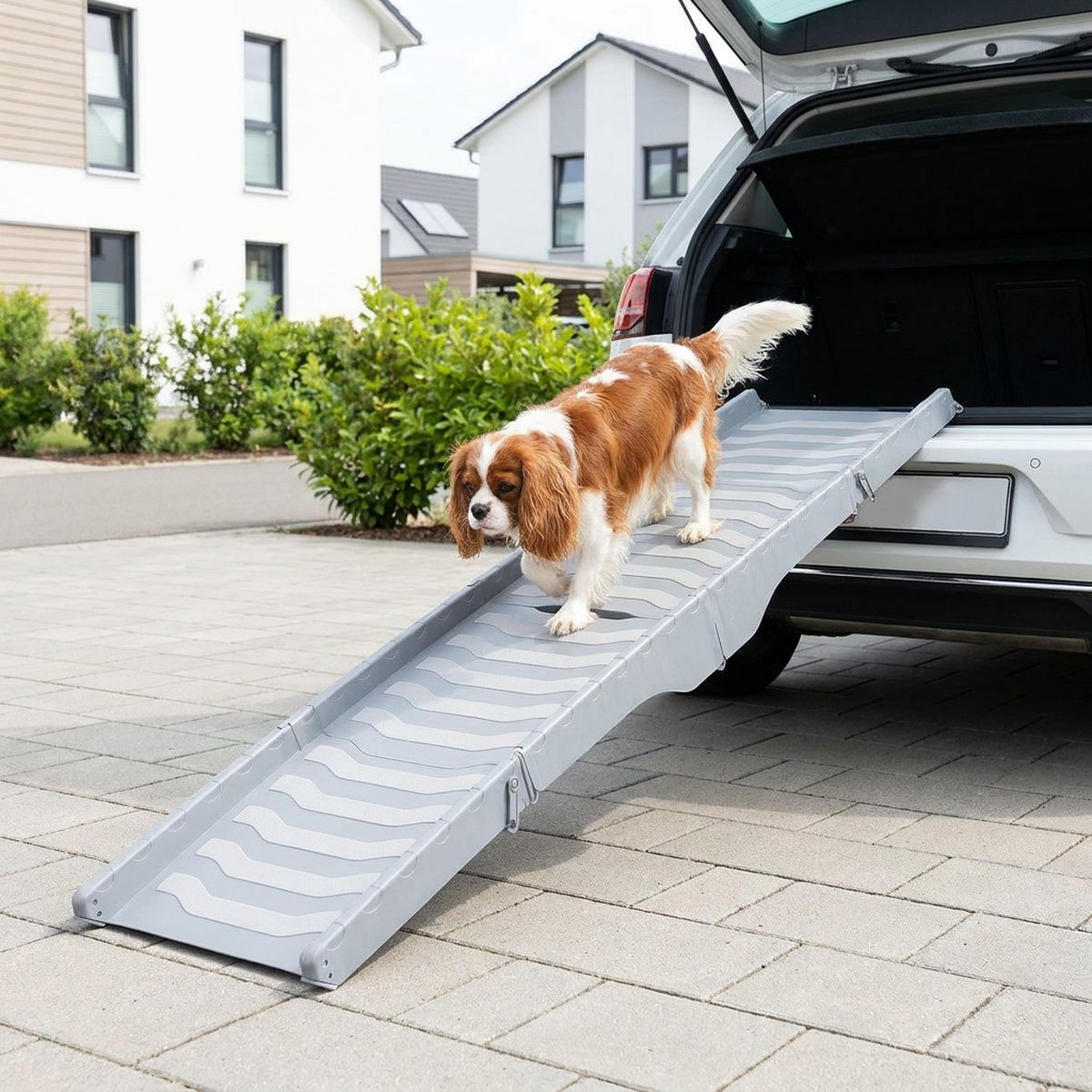 Liten Cavalier King Charles Spaniel som går upp för en ljusgrå trefäldig kompakt plastramp vid en vit bils baklucka