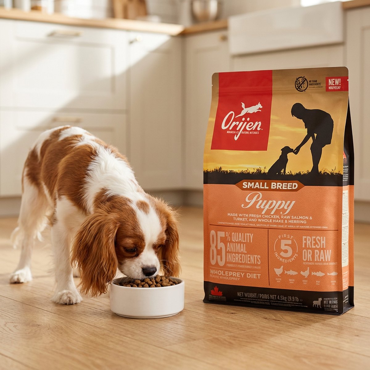 Liten cavalier king charles spaniel äter kibble ur en skål bredvid en Orijen Small Breed Puppy-säck på trägolv