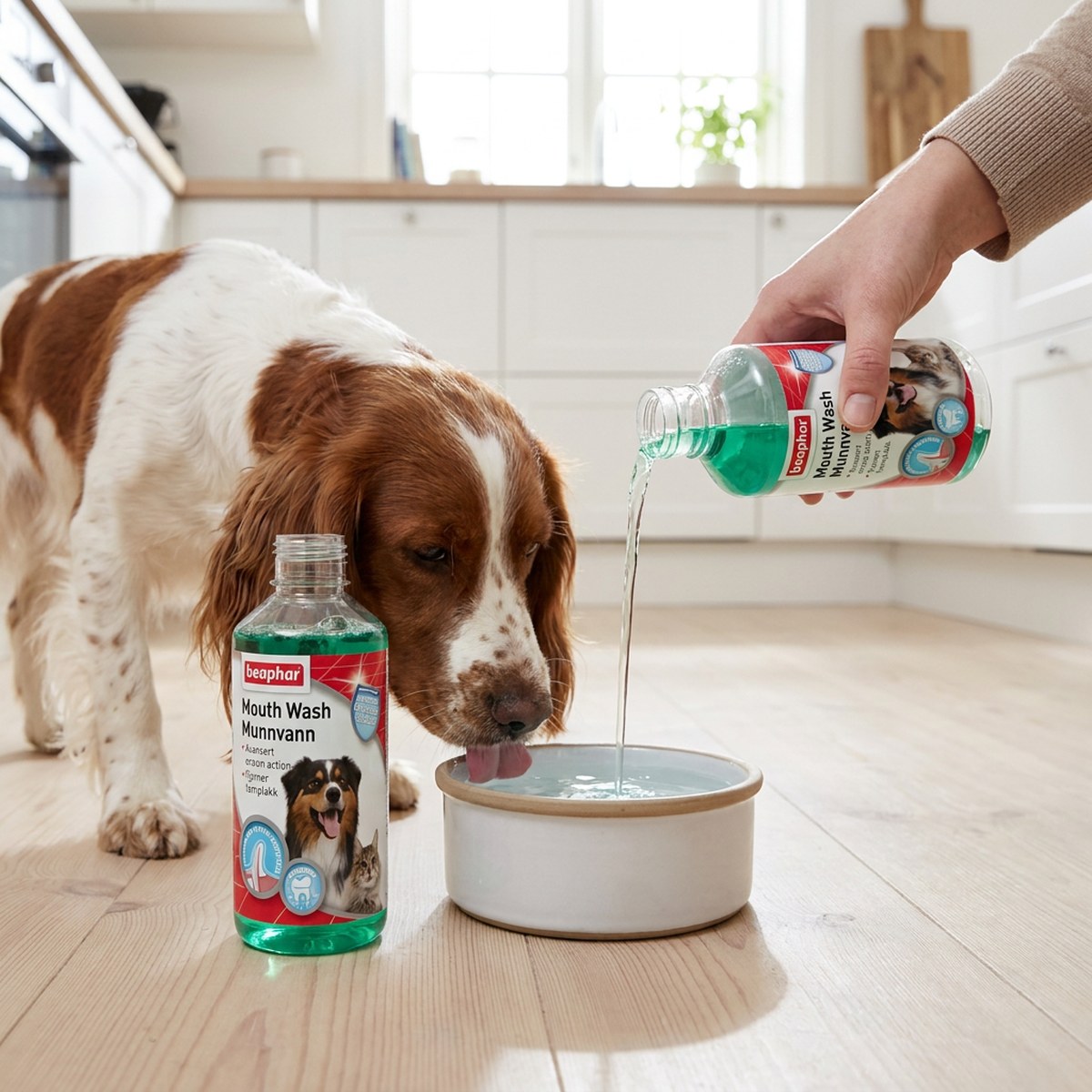 Beaphar Munvatten hälls i vattenskålen medan en springer spaniel dricker i ett ljust kök