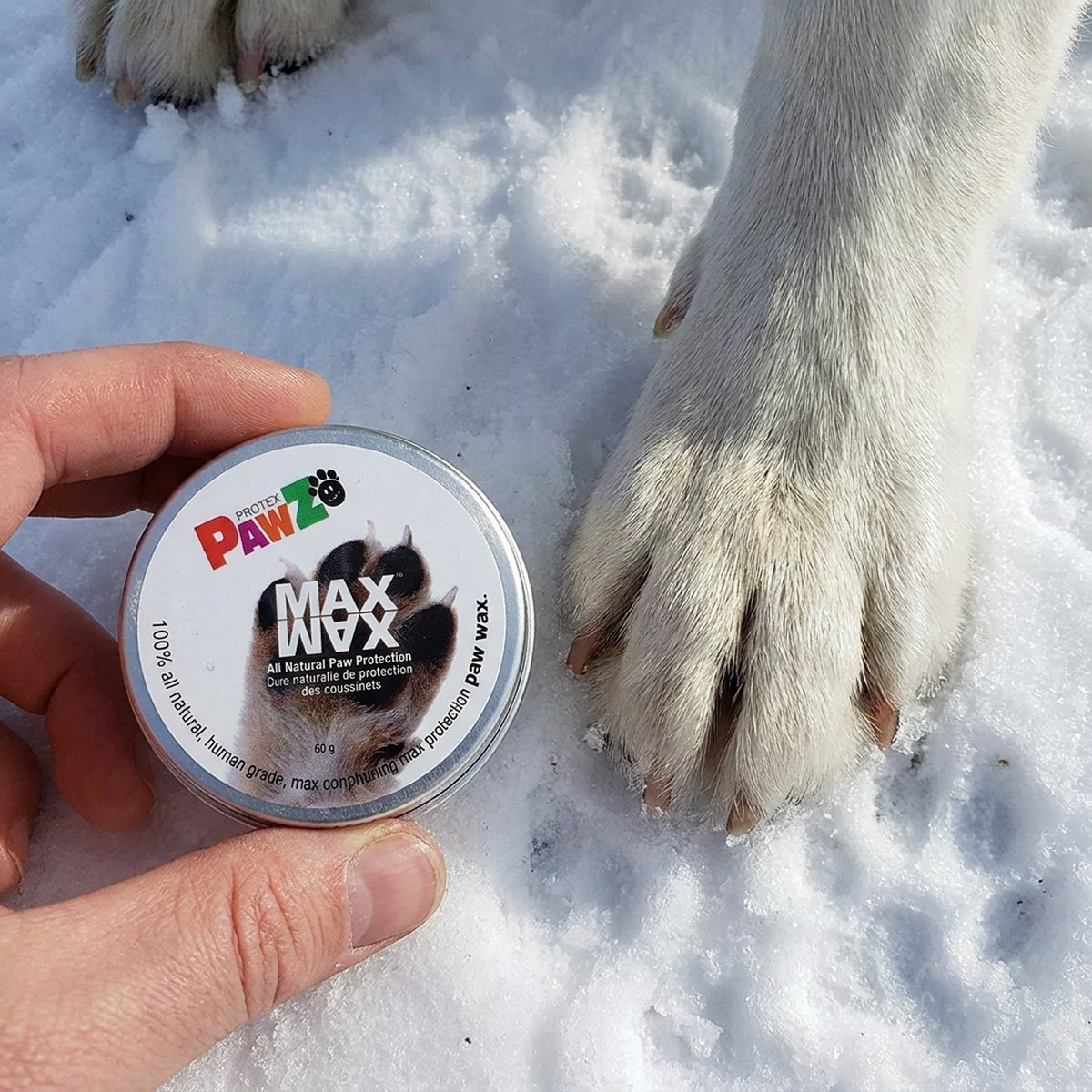 En hand håller en rund liten plåtburk tasskräm med vit etikett intill en huskys framtass på packad snö