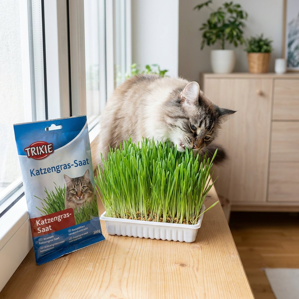 Orange katt som sniffar på en vit odlingslåda med friskt grönt kattgräs vid ett soligt fönster