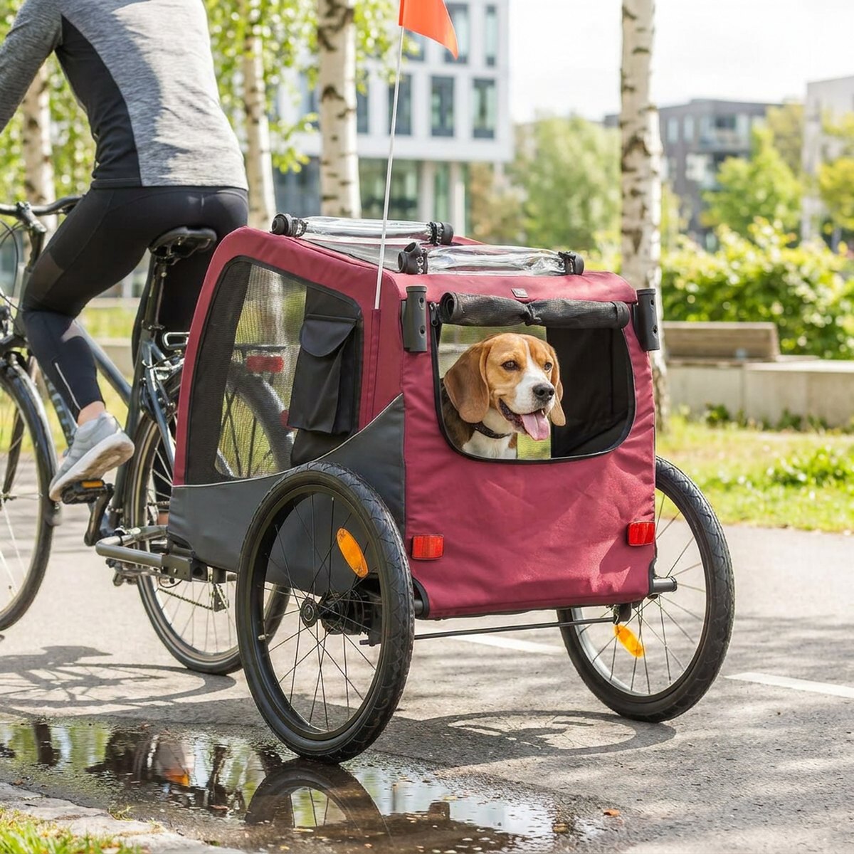 Röd och svart Trixie 216210 cykelvagn med en beagle som tittar ut, kopplad till en cykel på en urban Skandinavisk cykelbana
