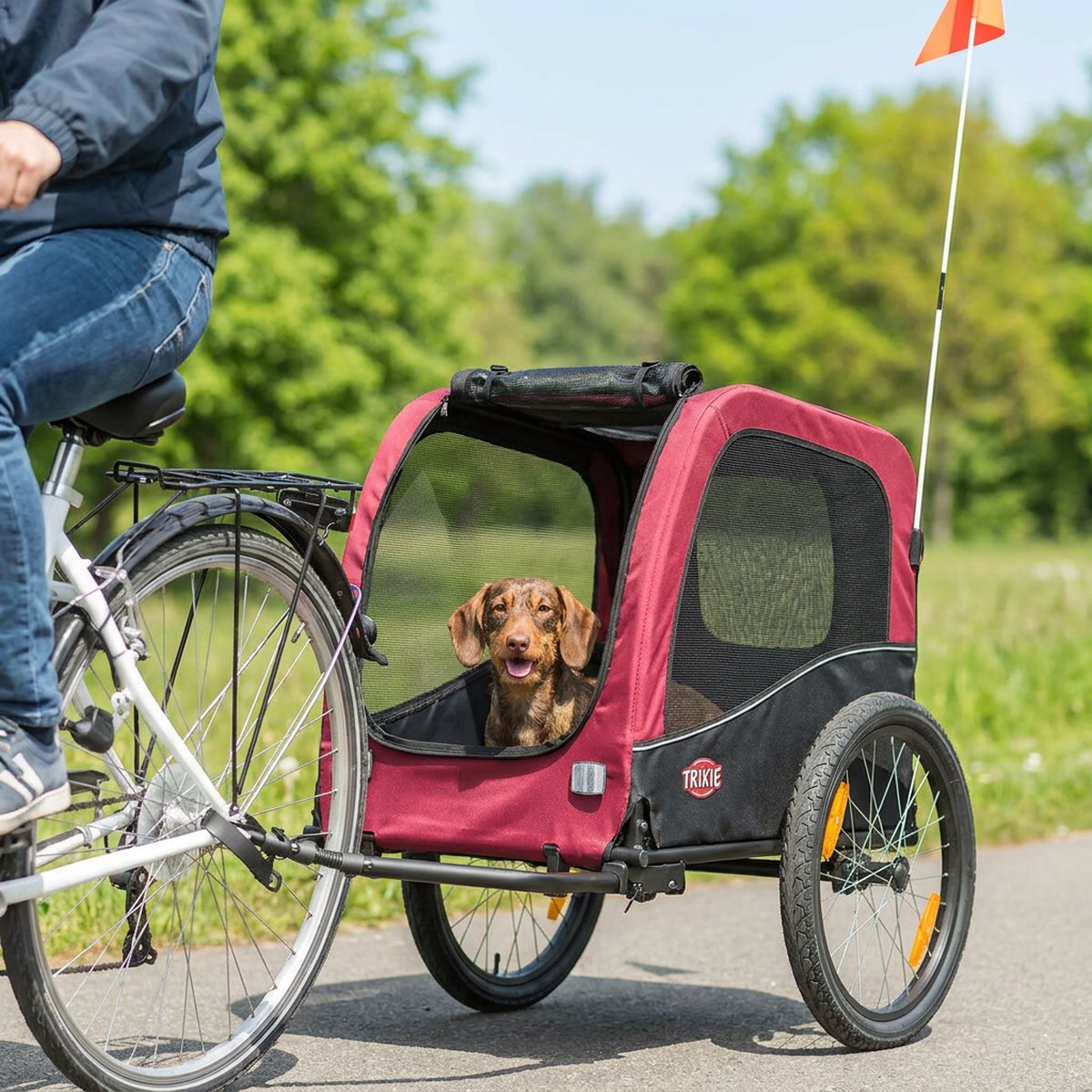 Kompakt röd och svart Trixie 155286 budgetvagn med en tax som tittar ut, kopplad till en cykel på en ljus park-stig